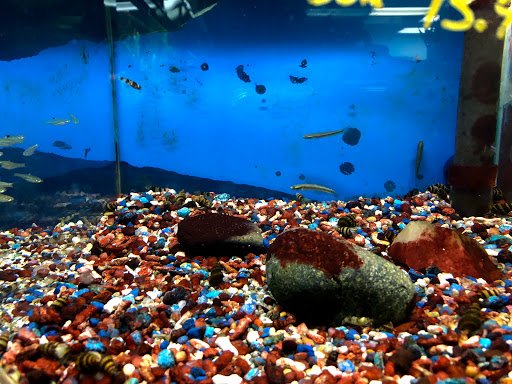 Aquarium Shop «Oranda aquarium», reviews and photos, 302 N La Brea Ave, Los Angeles, CA 90036, USA