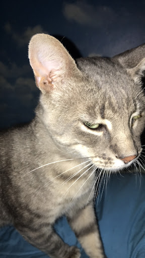 Pet Supply Store «PetSmart», reviews and photos, 7616 Denton Hwy #532, Watauga, TX 76148, USA