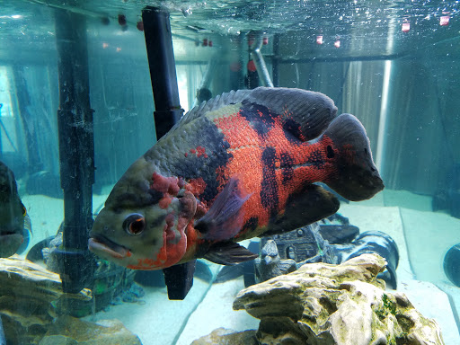 Pet Store «Pet World», reviews and photos, 891 Harriman Pl, San Bernardino, CA 92408, USA