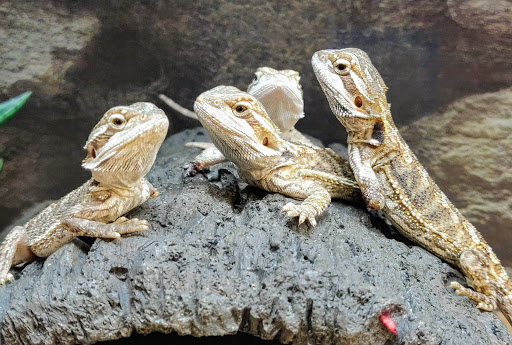 Pet Supply Store «Petco Animal Supplies», reviews and photos, 520 Woodside Rd, Redwood City, CA 94061, USA