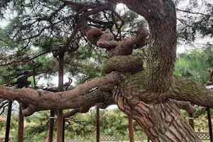 Banryongsong Pine Trees image