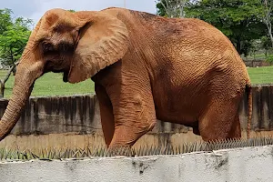 Elefante Africano image