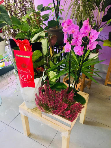 FLORERIA ACAPULCO DIAMANTE – Acapulco