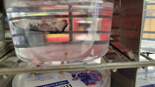 Pet Supply Store «Petco Animal Supplies», reviews and photos, 11976 Dublin Blvd, Dublin, CA 94568, USA