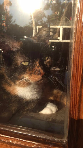 Book Store «Two Sisters Bookery», reviews and photos, 318 Nutt St, Wilmington, NC 28401, USA