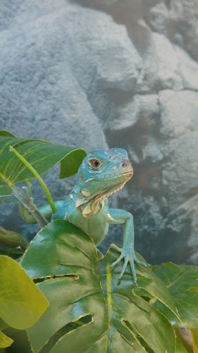 Pet Supply Store «Petco Animal Supplies», reviews and photos, 3055 Columbia Blvd #117, Titusville, FL 32780, USA