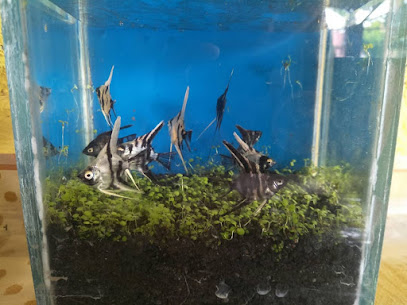 My aquarium plg