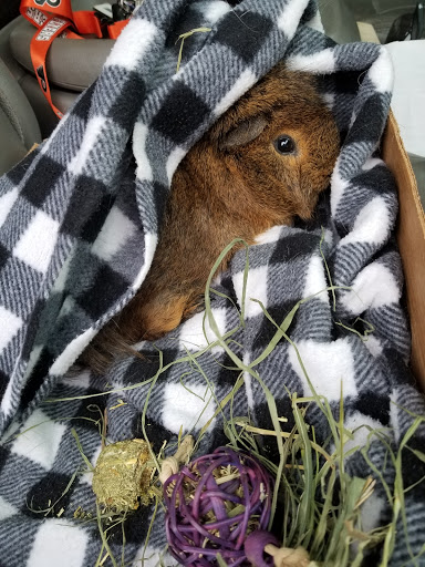 Home Improvement Store «Tractor Supply Co.», reviews and photos, 862 NJ-45, Pilesgrove, NJ 08098, USA