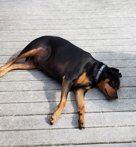 Pet Supply Store «Pet Supplies Plus», reviews and photos, 1377 N 21st St, Newark, OH 43055, USA