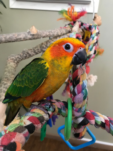 Bird Shop «Parrot & Bird Emporium Inc», reviews and photos, 360 N Westfield St, Feeding Hills, MA 01030, USA