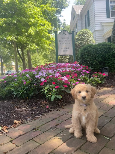 Funeral Home «Fellows, Helfenbein & Newnam Funeral Home», reviews and photos, 200 Harrison St, Easton, MD 21601, USA