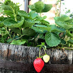 Photo n°3 de l'avis de Selena.c fait le 19/07/2018 à 19:28 sur le  Nonna Vera Home Restaurant à Toscolano