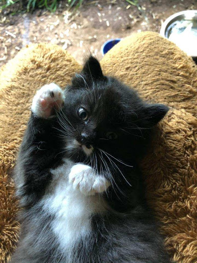 Pet Supply Store «PetSmart», reviews and photos, 1130 SE Everett Mall Way, Everett, WA 98208, USA