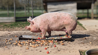 Ferme pédagogique La Grange aux Moines à La Ferté-Alais