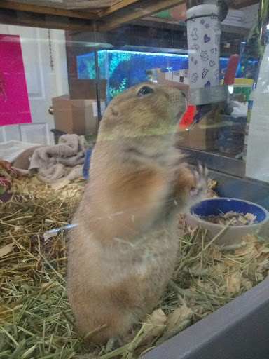 Pet Store «Lake City Pets and Supplies & Grooming», reviews and photos, 1101 US-90, Lake City, FL 32055, USA