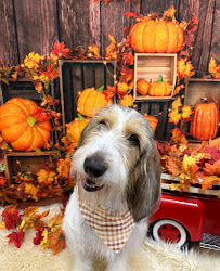 Pampered Pooch Grooming & Boutique - Photo 2 - Car repair in Poughkeepsie, NY, Poughkeepsie