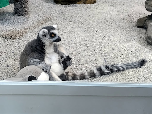 Pet Store «Incredible Pets Inc», reviews and photos, 2255 N Wickham Rd # 102, Melbourne, FL 32935, USA