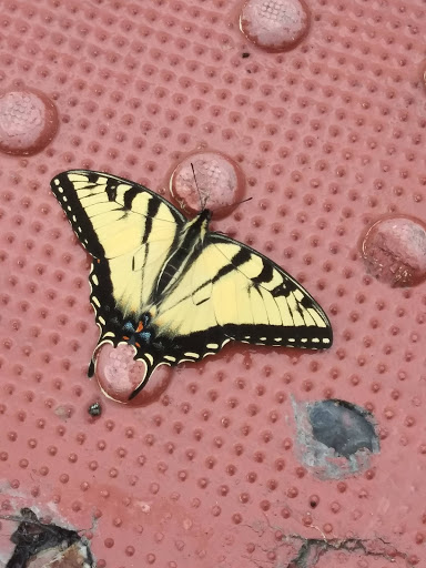 Pet Supply Store «PetSmart», reviews and photos, 367 Mt Hope Ave, Rockaway, NJ 07866, USA