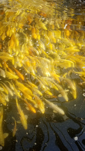 Fish Farm «Kloubec Koi», reviews and photos, 1375 Baxter Ave NW, Amana, IA 52203, USA