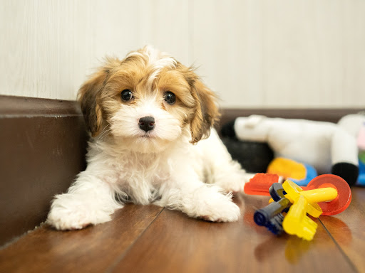 Pet Store «Petland», reviews and photos, 10289 Ulmerton Rd, Largo, FL 33771, USA