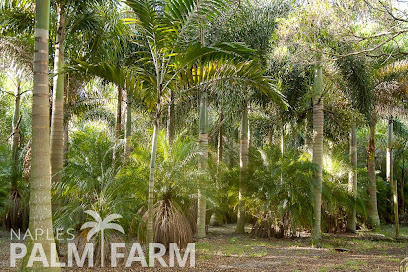 Naples Palm Tree Farm
