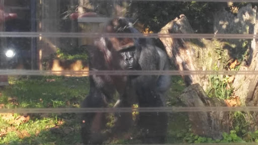 Zoo «Great Ape House», reviews and photos, Great Apes, Washington, DC 20008, USA