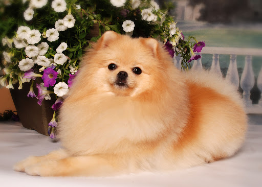 Pet Supply Store «Pet X Supplies & Tack», reviews and photos, 132 W Highland Rd Suite 101, Howell, MI 48843, USA