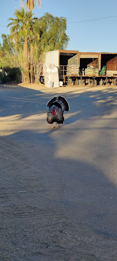 Animal Feed Store «Western Ranchman Store», reviews and photos, 16028 N 32nd St, Phoenix, AZ 85032, USA
