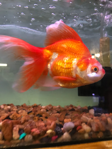 Pet Store «Forever Pets Inc», reviews and photos, 1030 Basse Rd, San Antonio, TX 78212, USA