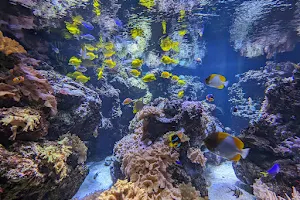Baltimore Aquarium image
