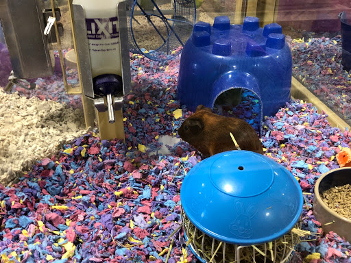 Pet Supply Store «Pet Supermarket», reviews and photos, 1112 N Fielder Rd, Arlington, TX 76012, USA