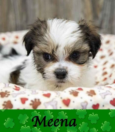 Pet Store «Pet Express», reviews and photos, 100 Independence Way, Danvers, MA 01923, USA