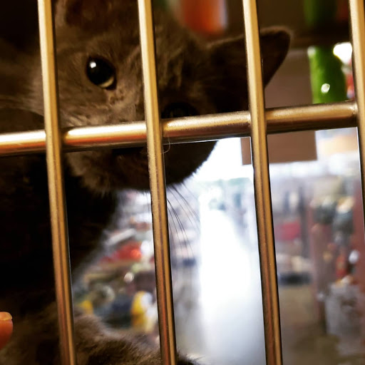 Pet Supply Store «PetSmart», reviews and photos, 4794 Jimmy Lee Smith Pkwy #108, Hiram, GA 30141, USA