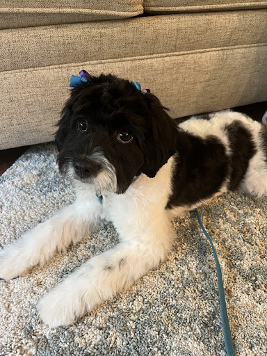 Pet Groomer «Fetching Styles, LLC», reviews and photos, 90 Foothills Pkwy c202, Marble Hill, GA 30148, USA