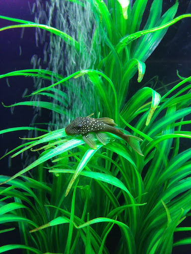 Pet Store «Art In Motion Pets», reviews and photos, 1893 S Western Ave, Marion, IN 46953, USA