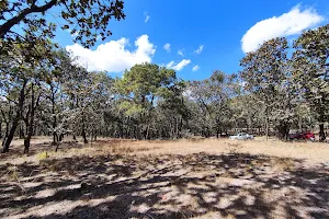 Bosque de la Primavera image