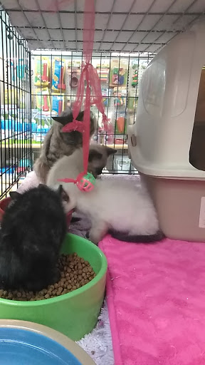 Pet Store «Wet Pets N Critters», reviews and photos, 103 TX-281 Loop, Longview, TX 75605, USA