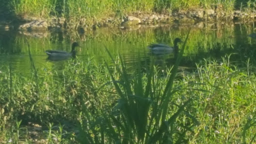 Golf Course «Seneca Golf Course», reviews and photos, 2300 Pee Wee Reese Rd, Louisville, KY 40205, USA