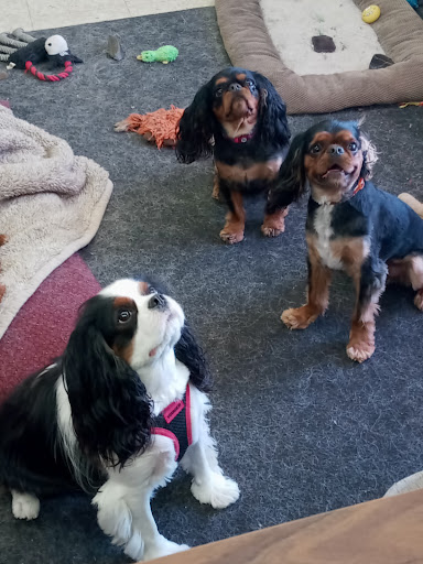 Pet Supply Store «Powell Pet Food & Supply», reviews and photos, 2309 W Emory Rd, Powell, TN 37849, USA