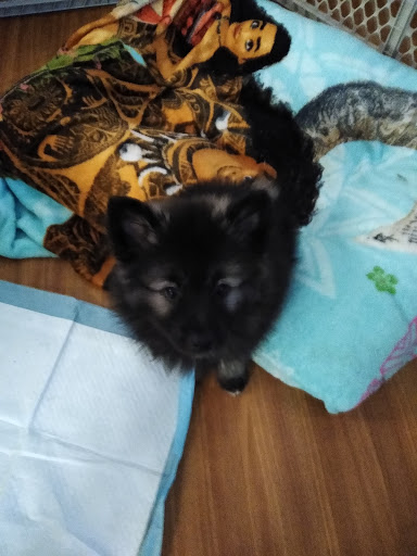 Pet Supply Store «Your Pet Experts», reviews and photos, 1665 State Hill Rd #490, Wyomissing, PA 19610, USA