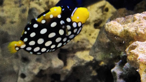 Tropical Fish Store «Hooked On Reefs», reviews and photos, 228 Hibiscus St #1, Jupiter, FL 33458, USA