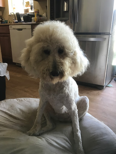 1 Love Dog Rescue image