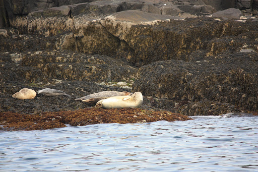 Sightseeing Tour Agency «Lulu Lobster Boat Ride», reviews and photos, 55 West St, Bar Harbor, ME 04609, USA