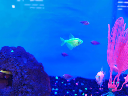 Pet Supply Store «Petco Animal Supplies», reviews and photos, 3426 Highland Ave B, National City, CA 91950, USA