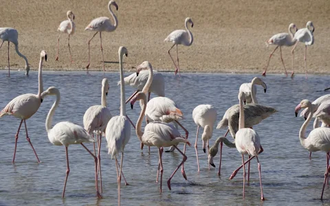 Al Wathba Wetland Reserve image