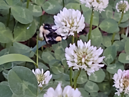 Park «Alexander Park», reviews and photos, 300 Atlanta St, McDonough, GA 30253, USA