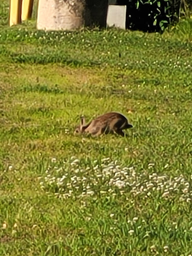 Bar & Grill «Boston Billiard Club & Casino», reviews and photos, 55 Northeastern Blvd, Nashua, NH 03062, USA