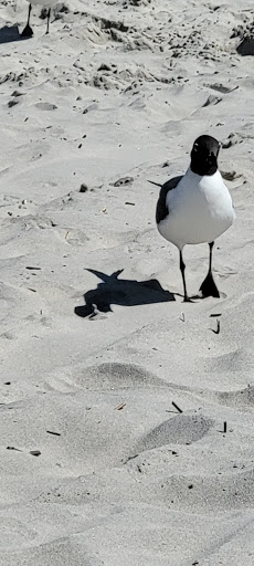 Park «Centennial Park», reviews and photos, 6503 Ocean Ave, Wildwood Crest, NJ 08260, USA