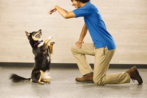PetSmart image