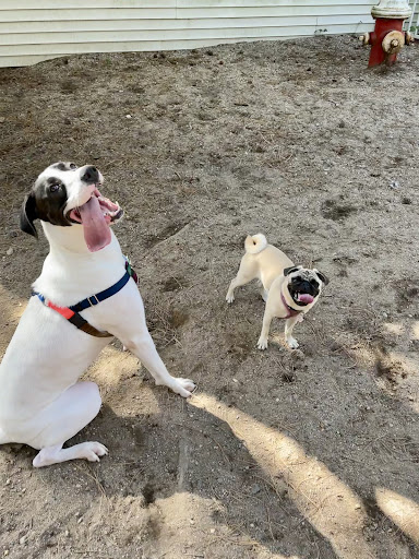 Pet Adoption Service «Humane Society for Greater Nashua», reviews and photos